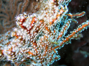 Unterwasserfhrer - Reef Guide